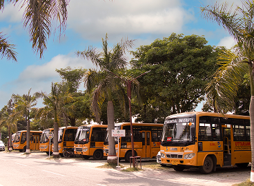 Yellow university buses lined up